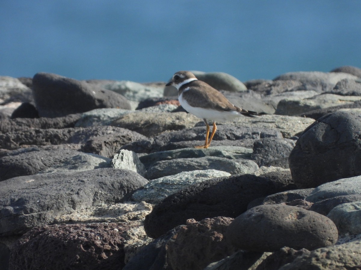 Пісочник великий - ML644579974