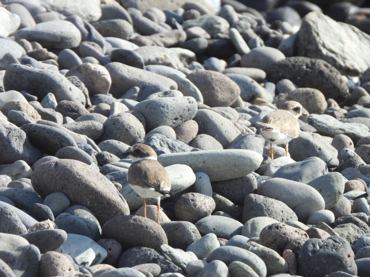 Пісочник великий - ML644579975