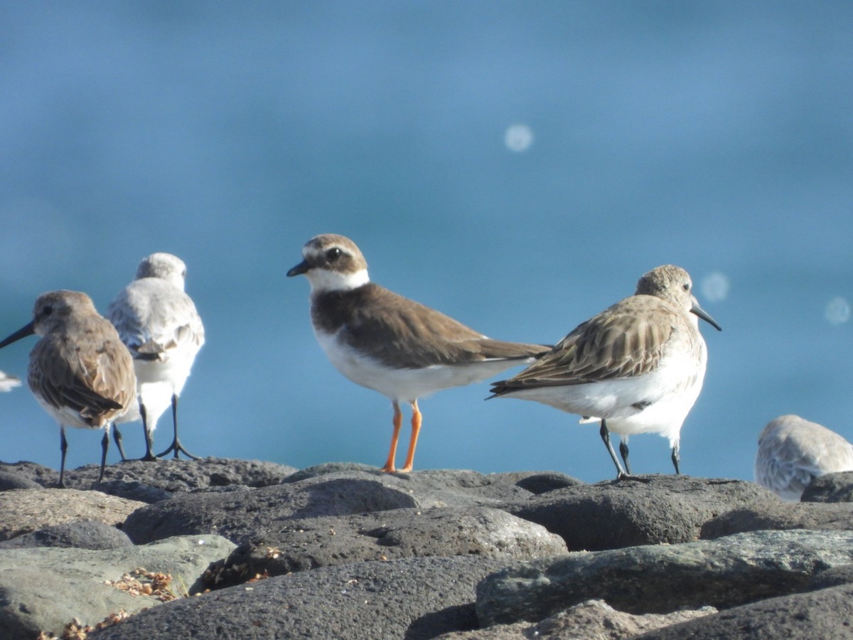 Пісочник великий - ML644579976