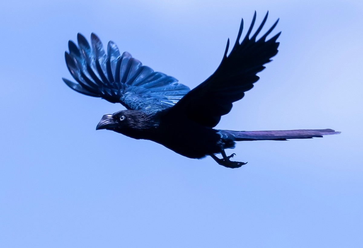 Ані великий - ML644579977