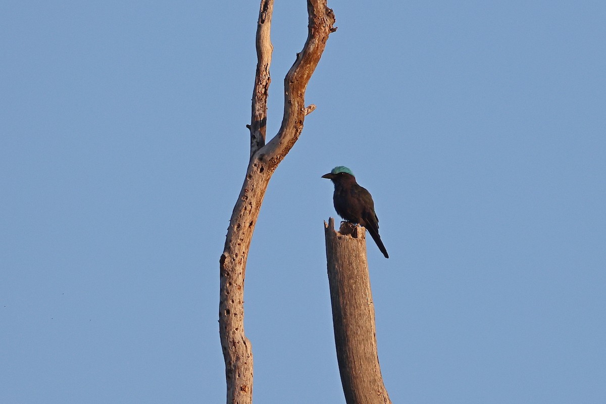 Сиворакша сулавеська - ML644579979