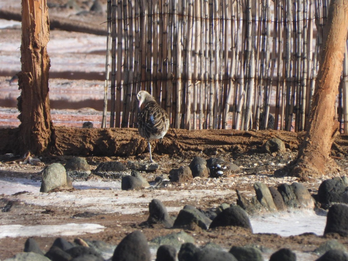 Courlis corlieu - ML644579994