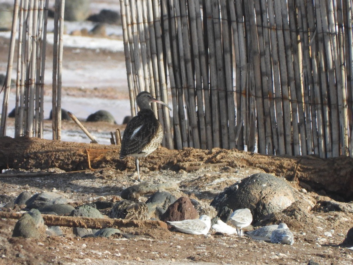 Courlis corlieu - ML644579997