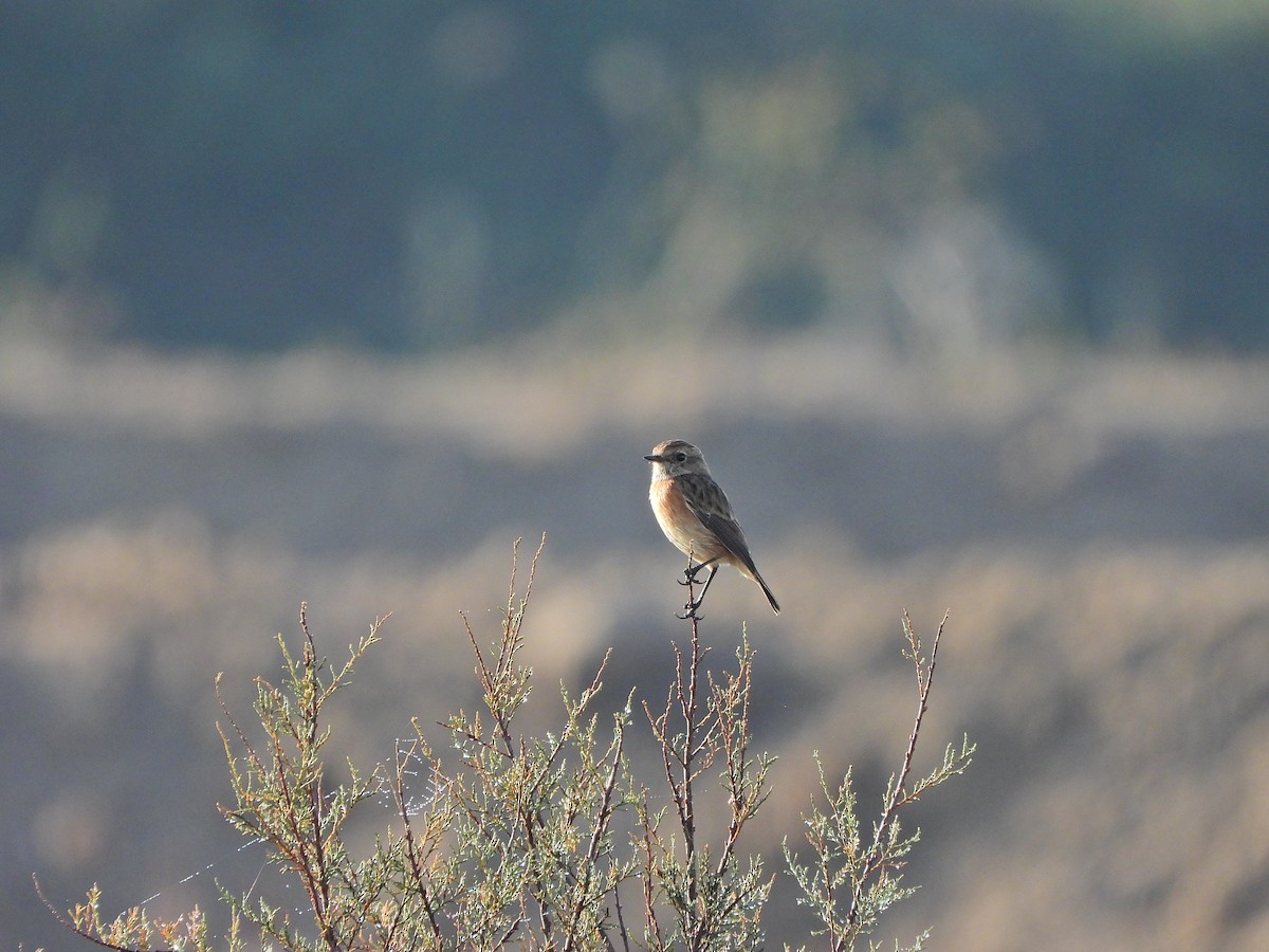 European Stonechat - ML644579998