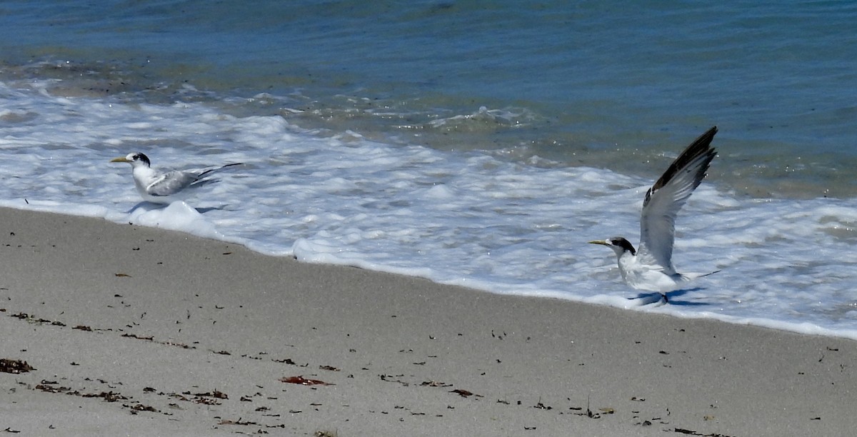 Great Crested Tern - ML644580004