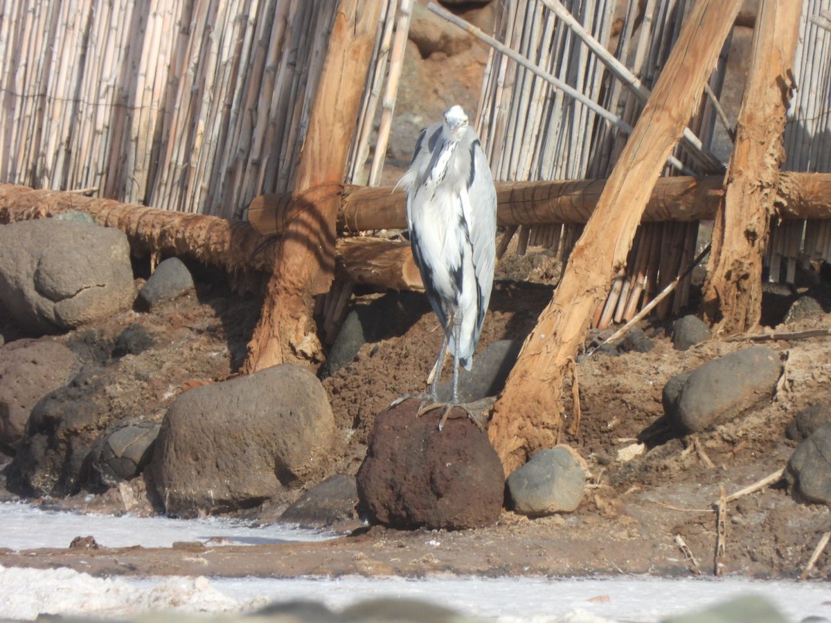 Héron cendré - ML644580005