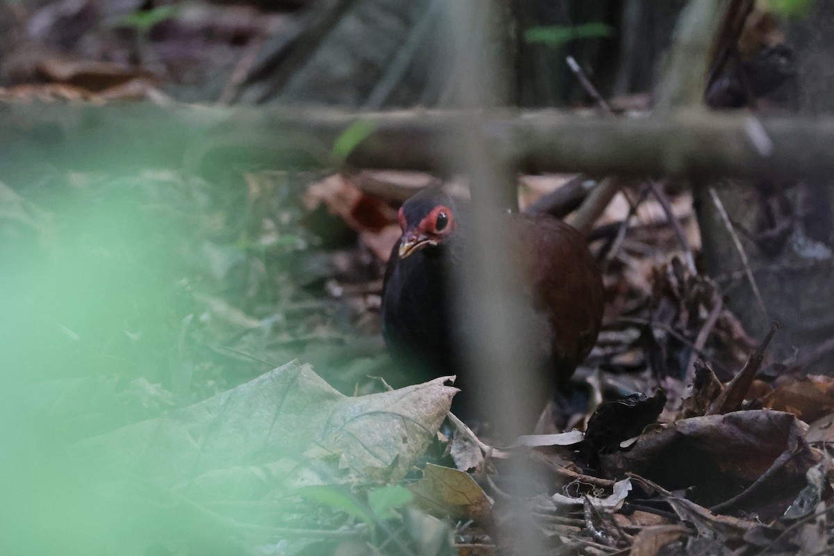 Philippine Megapode - ML644580007