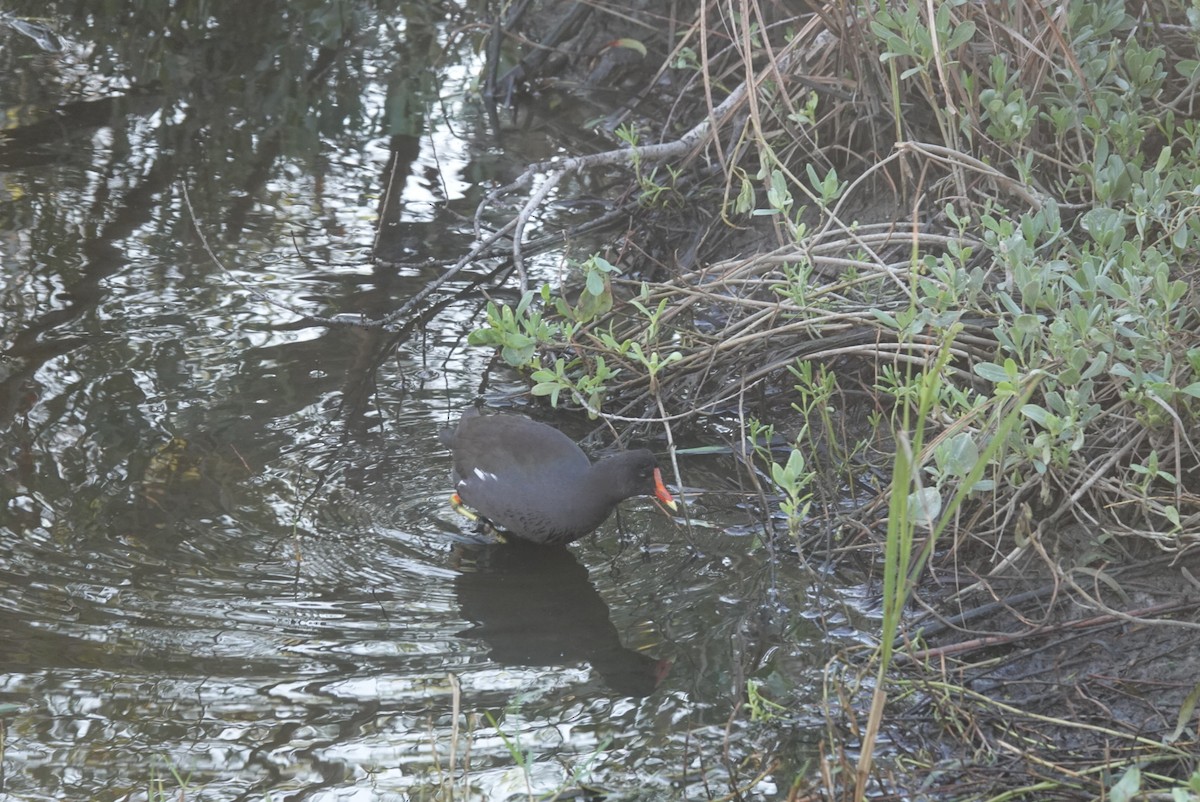סופית אמריקנית - ML644580008