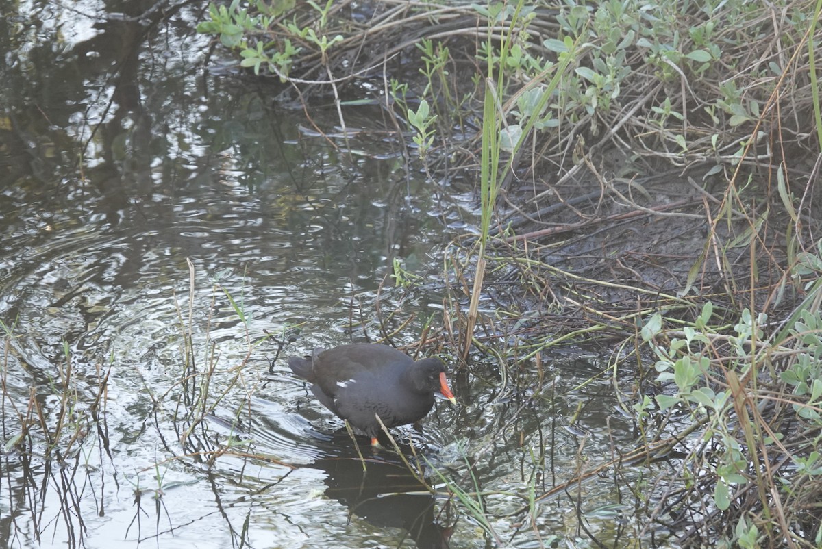סופית אמריקנית - ML644580011