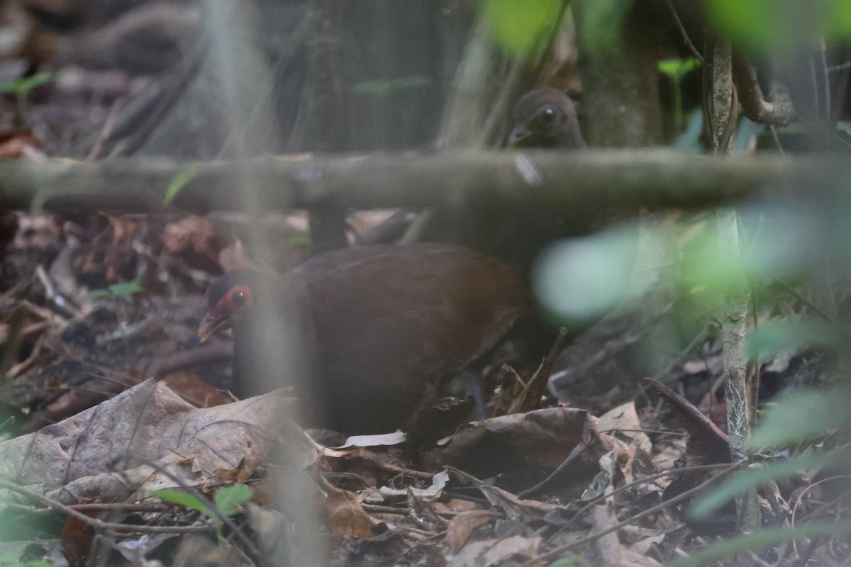 Philippine Megapode - ML644580013