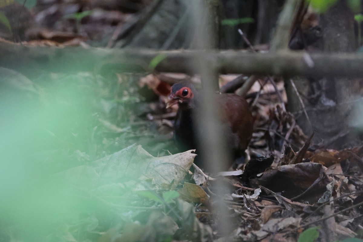 Philippine Megapode - ML644580014
