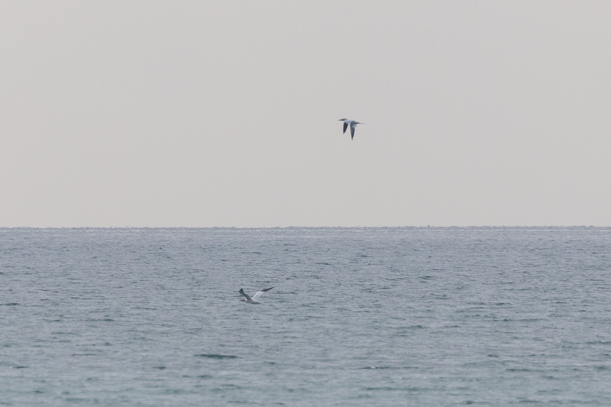 havsule - ML644580016