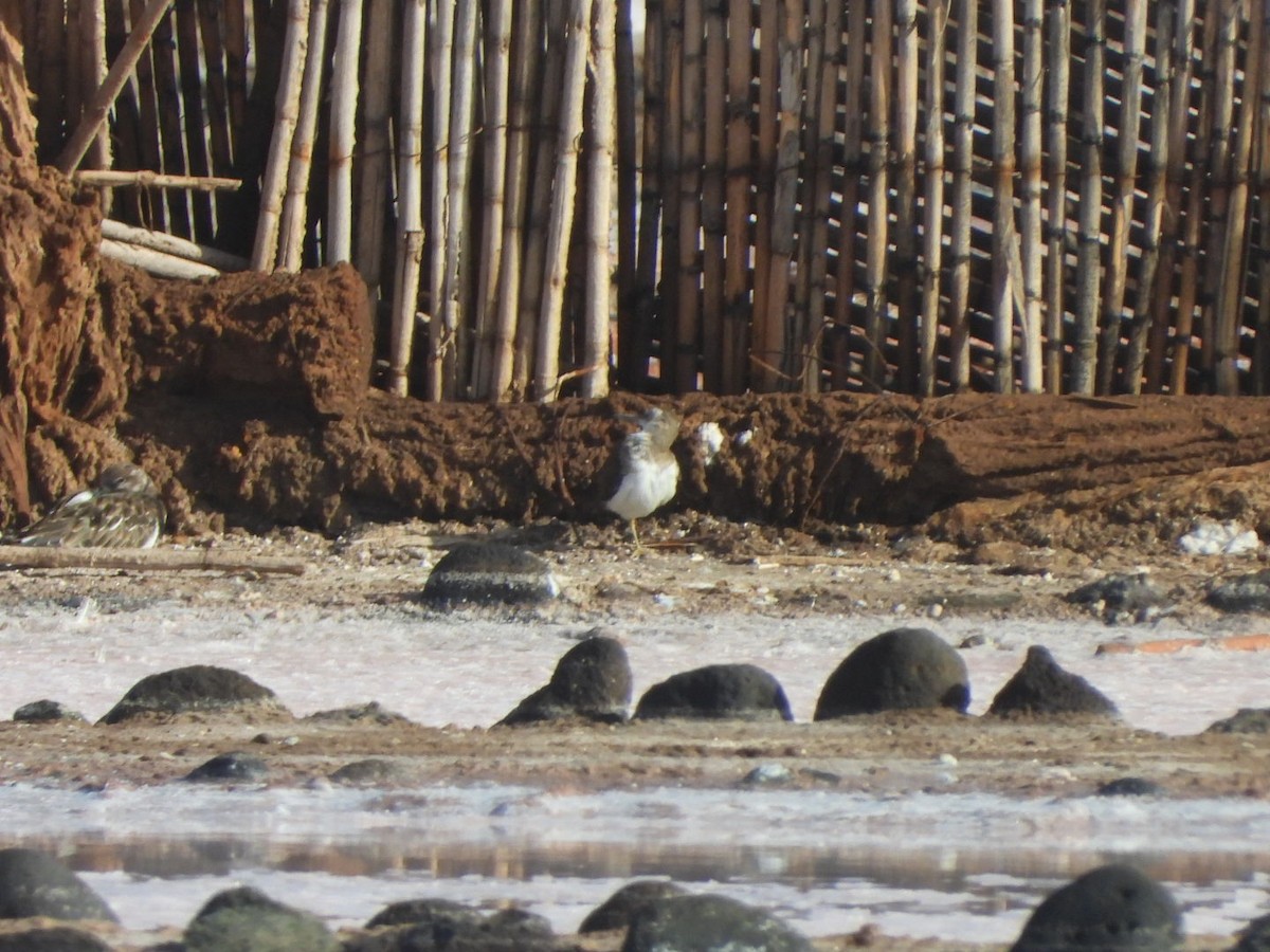 Chevalier guignette - ML644580017