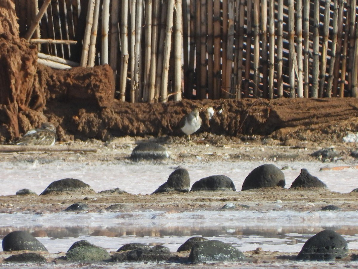 Chevalier guignette - ML644580018