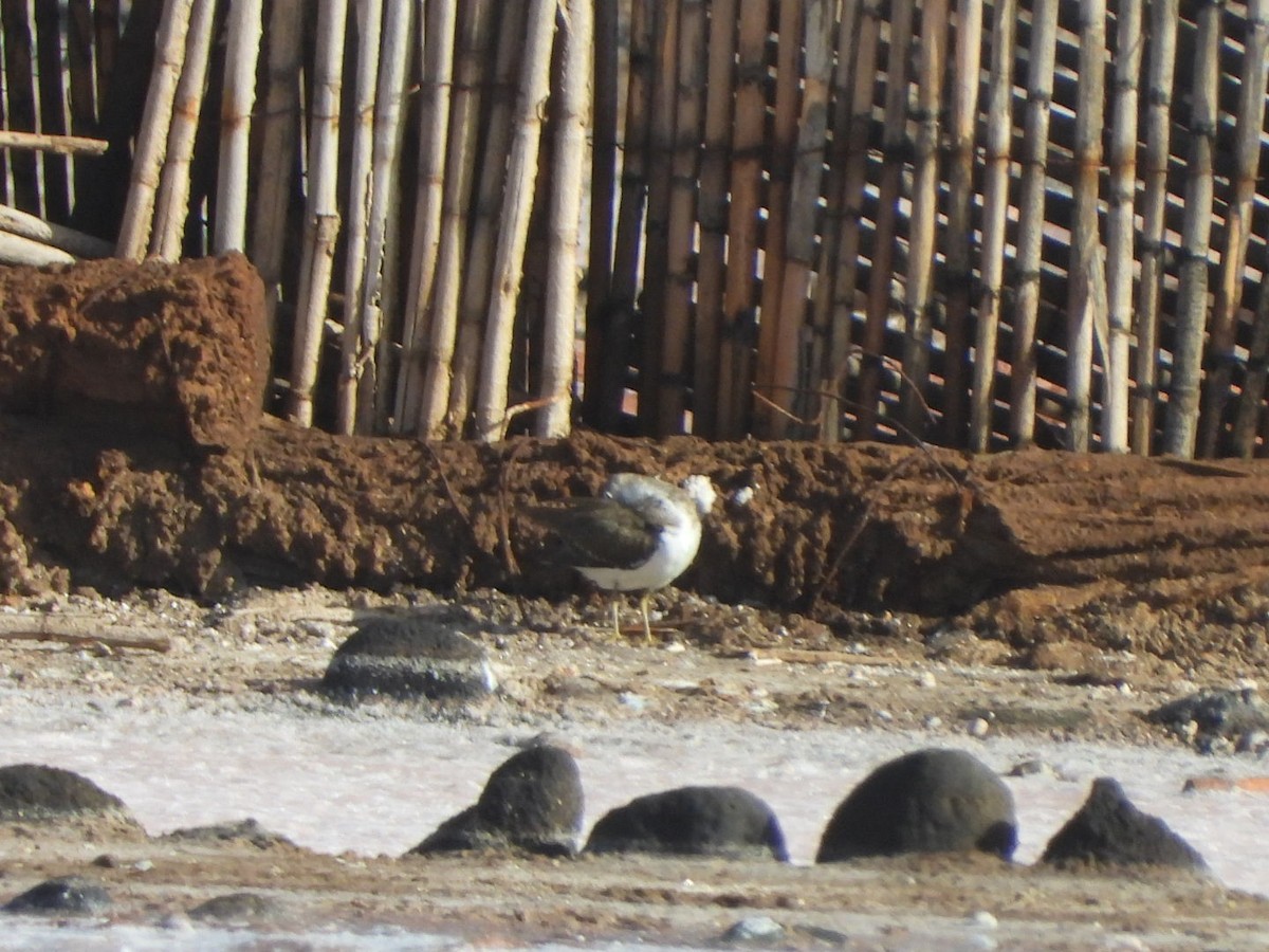 Andarríos Chico - ML644580019