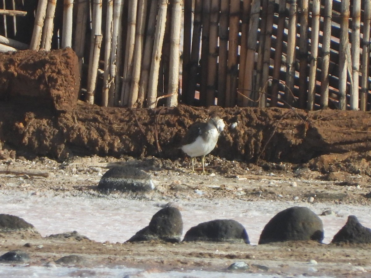 Chevalier guignette - ML644580020