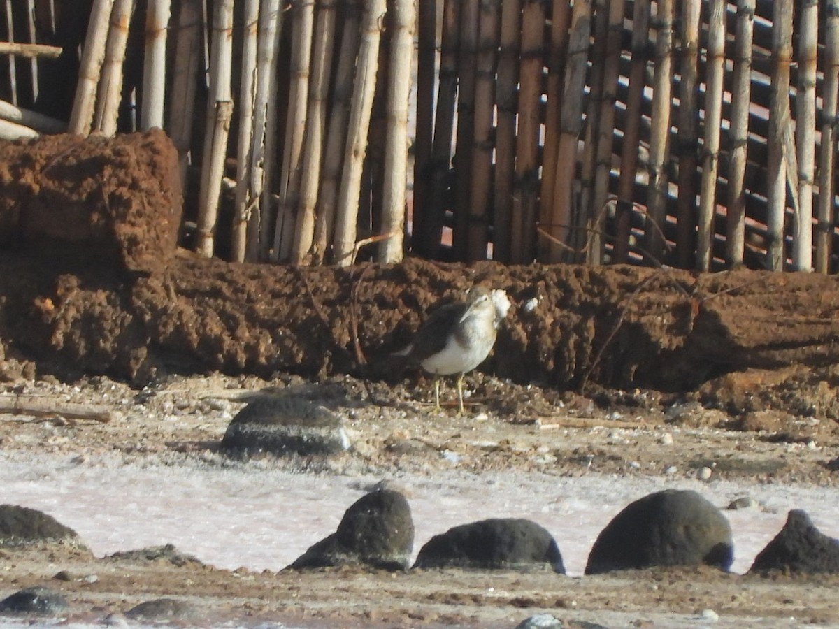 Chevalier guignette - ML644580021