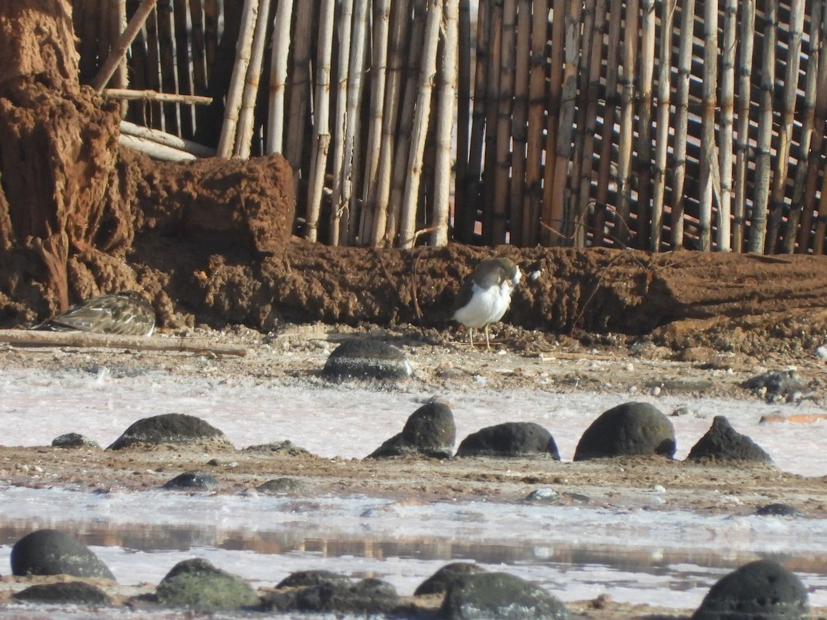 Chevalier guignette - ML644580022