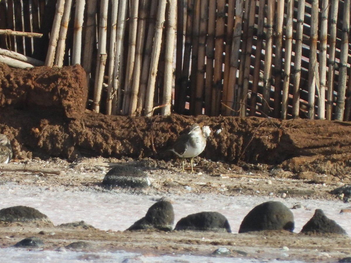 Andarríos Chico - ML644580023