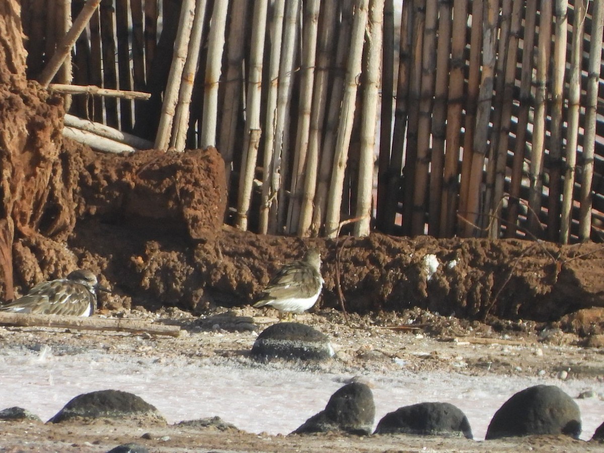 Chevalier guignette - ML644580024