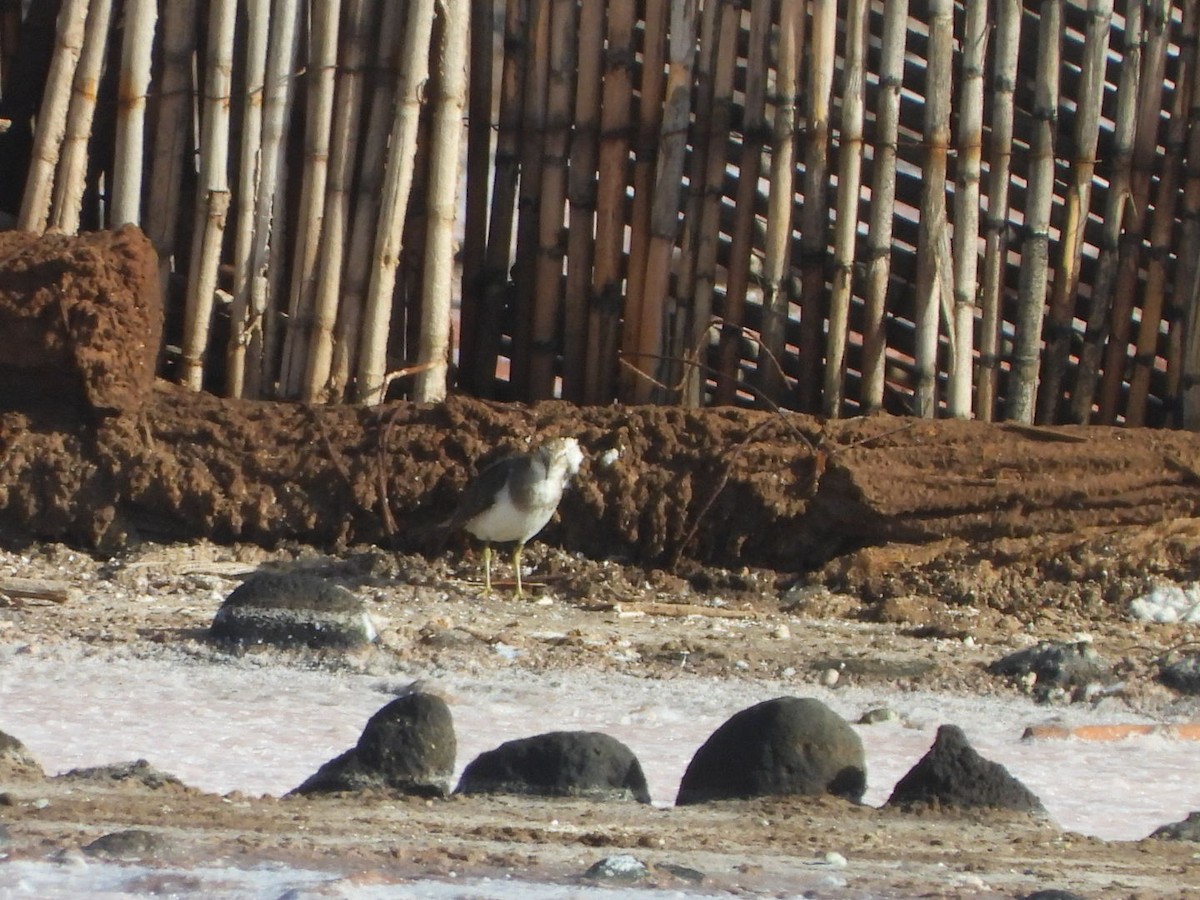 Chevalier guignette - ML644580025