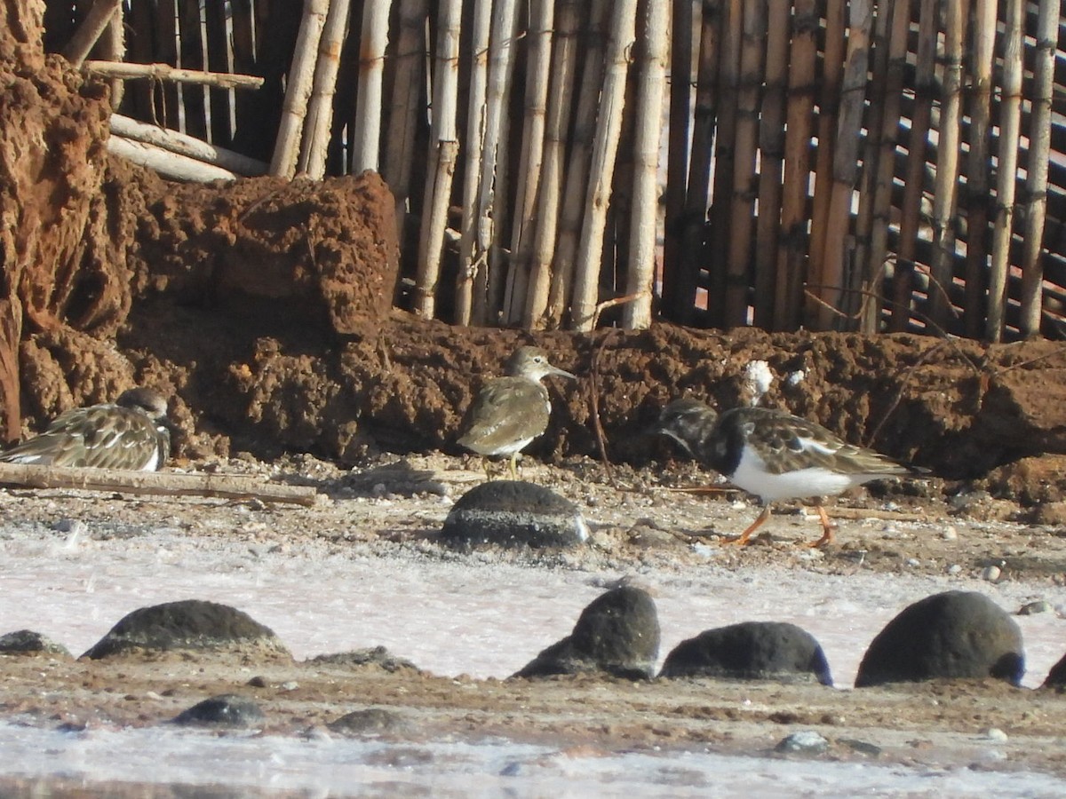 Chevalier guignette - ML644580026