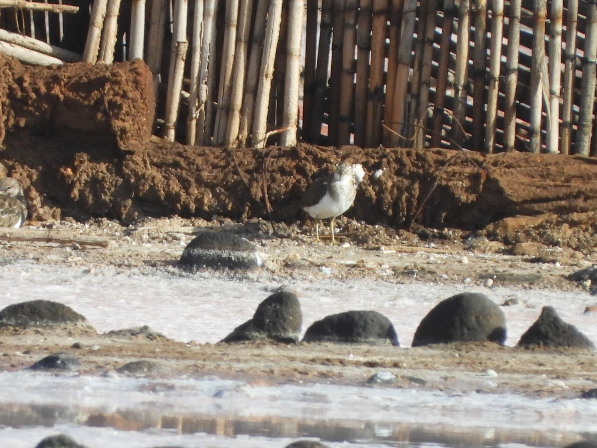 Chevalier guignette - ML644580027