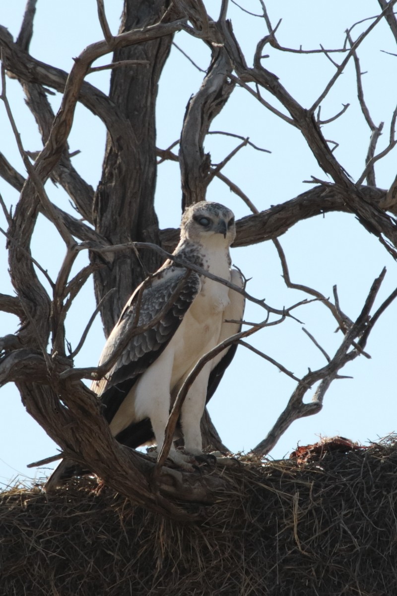 Águila Marcial - ML644580028