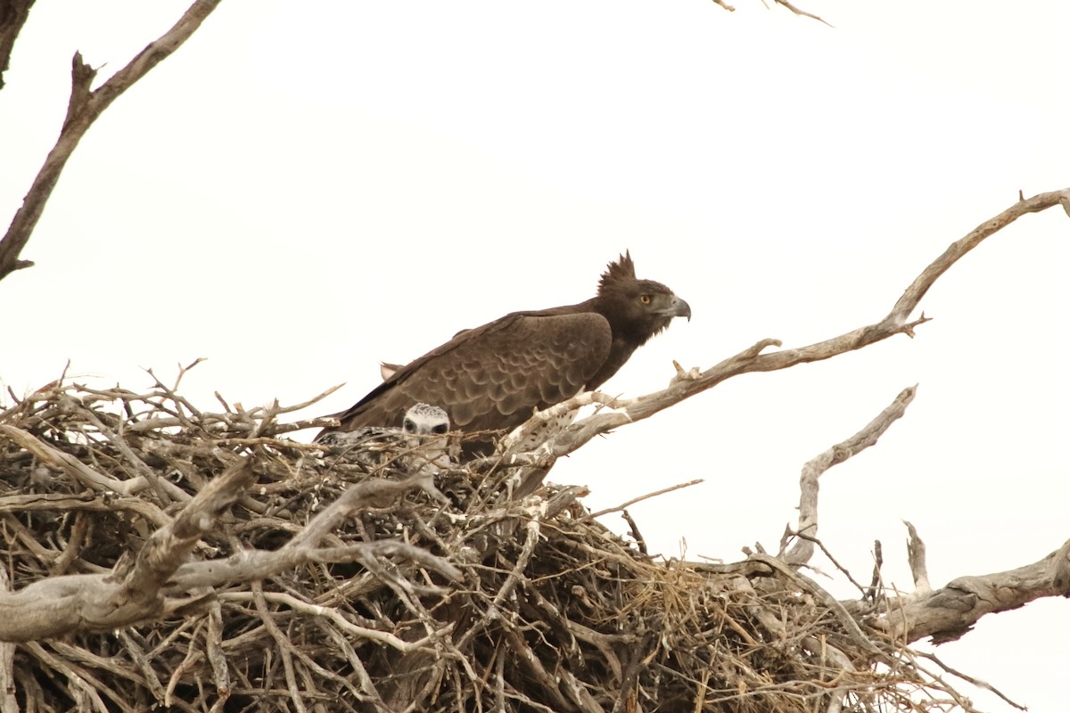 Águila Marcial - ML644580029