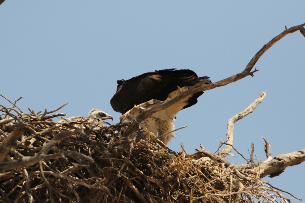 Águila Marcial - ML644580030