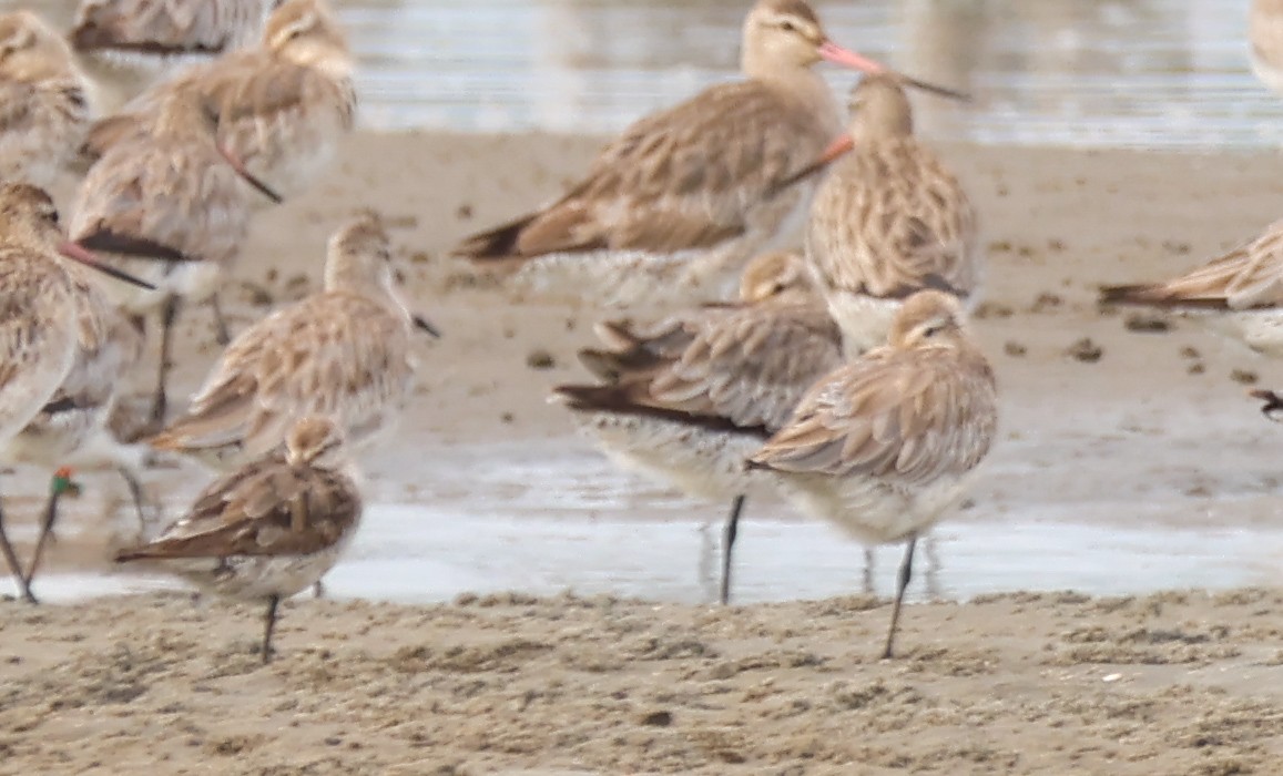 Aguja Colipinta - ML644580031