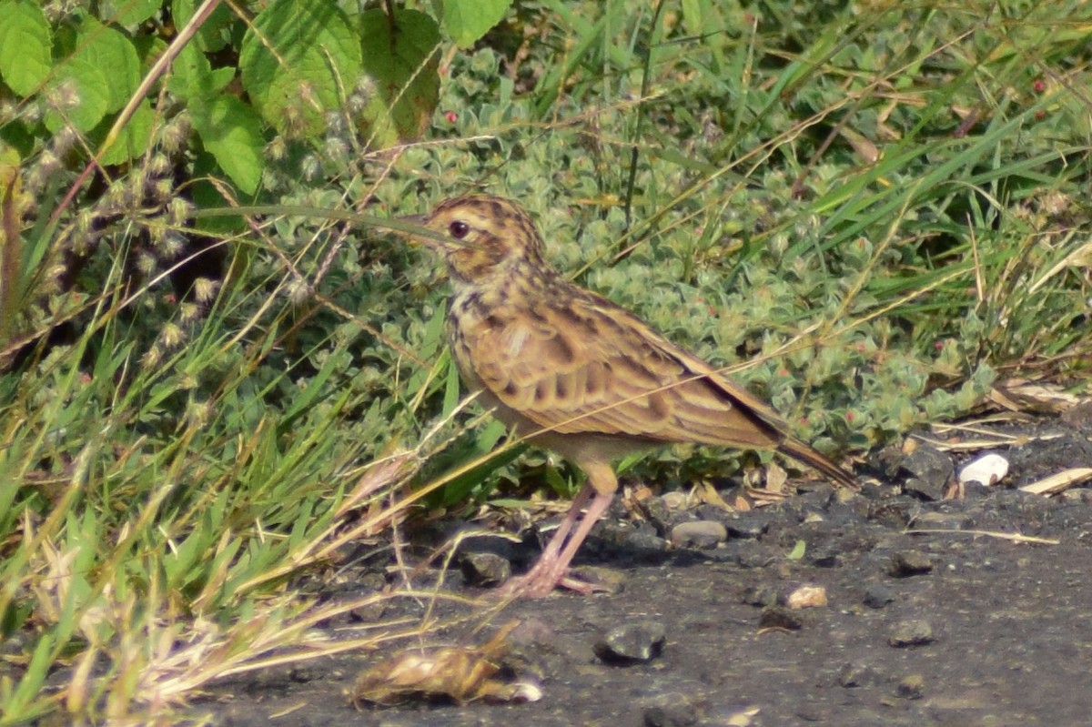 Alondra India - ML644580032