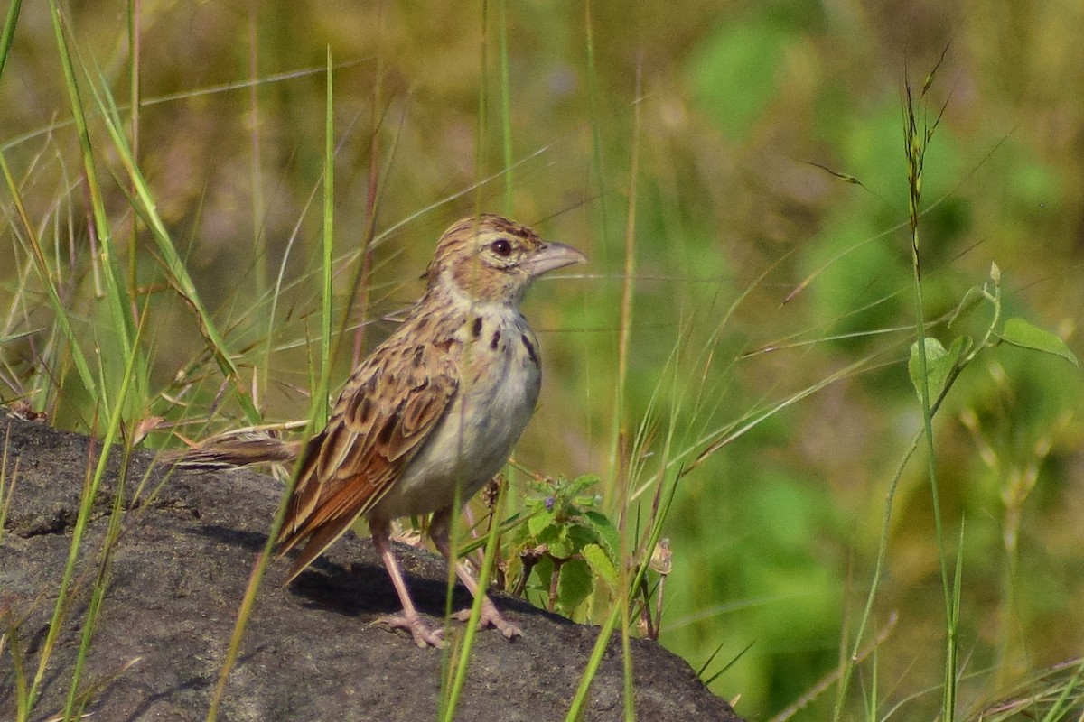 Alondra India - ML644580033