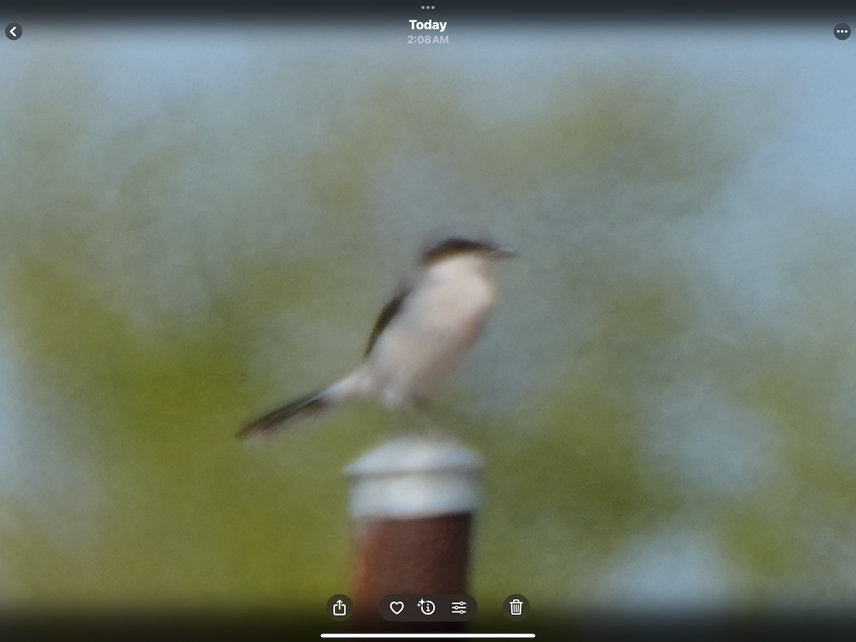 Alcaudón Americano - ML644580034