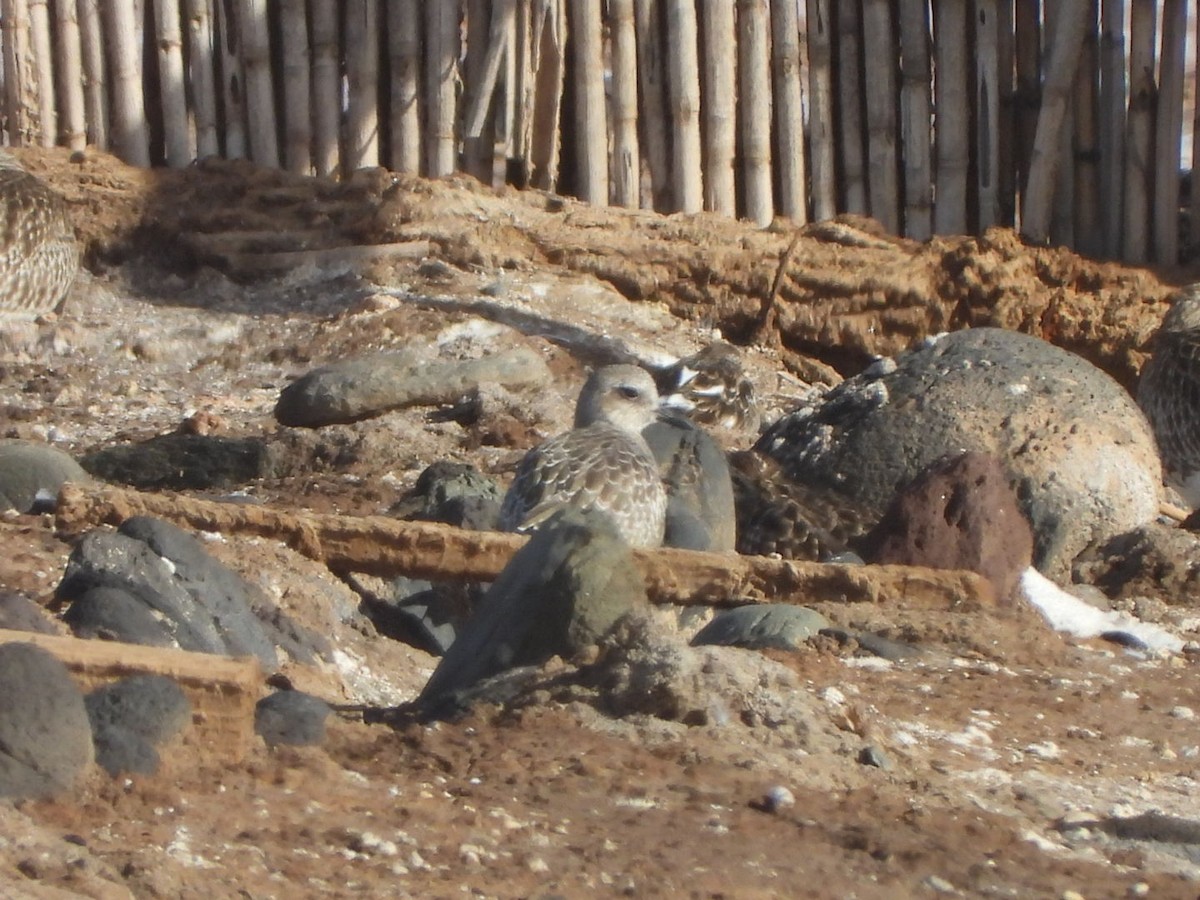 Chorlito Gris - ML644580035