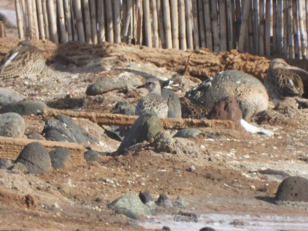 Chorlito Gris - ML644580036