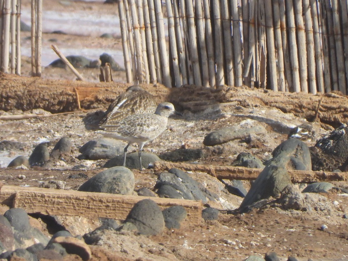 Chorlito Gris - ML644580037