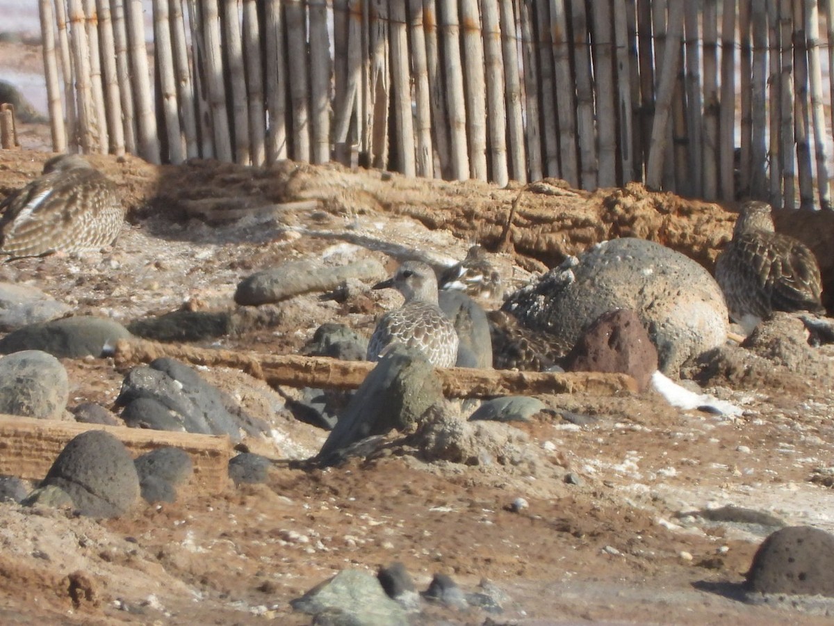 Chorlito Gris - ML644580038