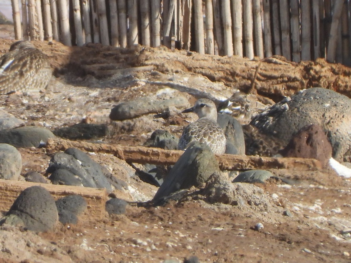 Chorlito Gris - ML644580039