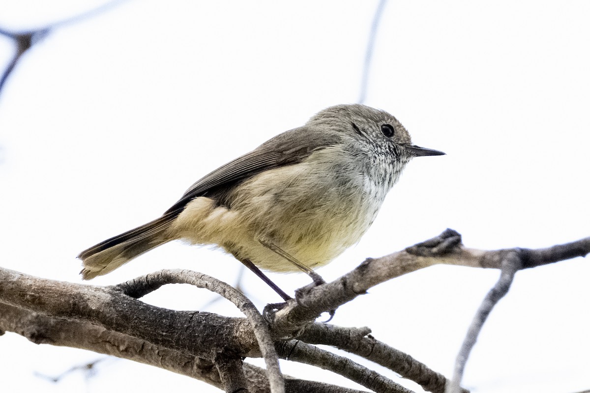 Acantiza Parda - ML644580040