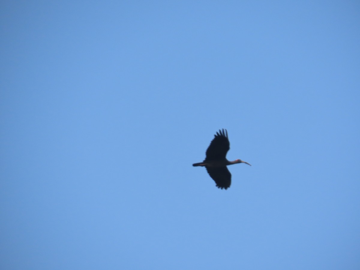 Ibis Verrugoso - ML644580041