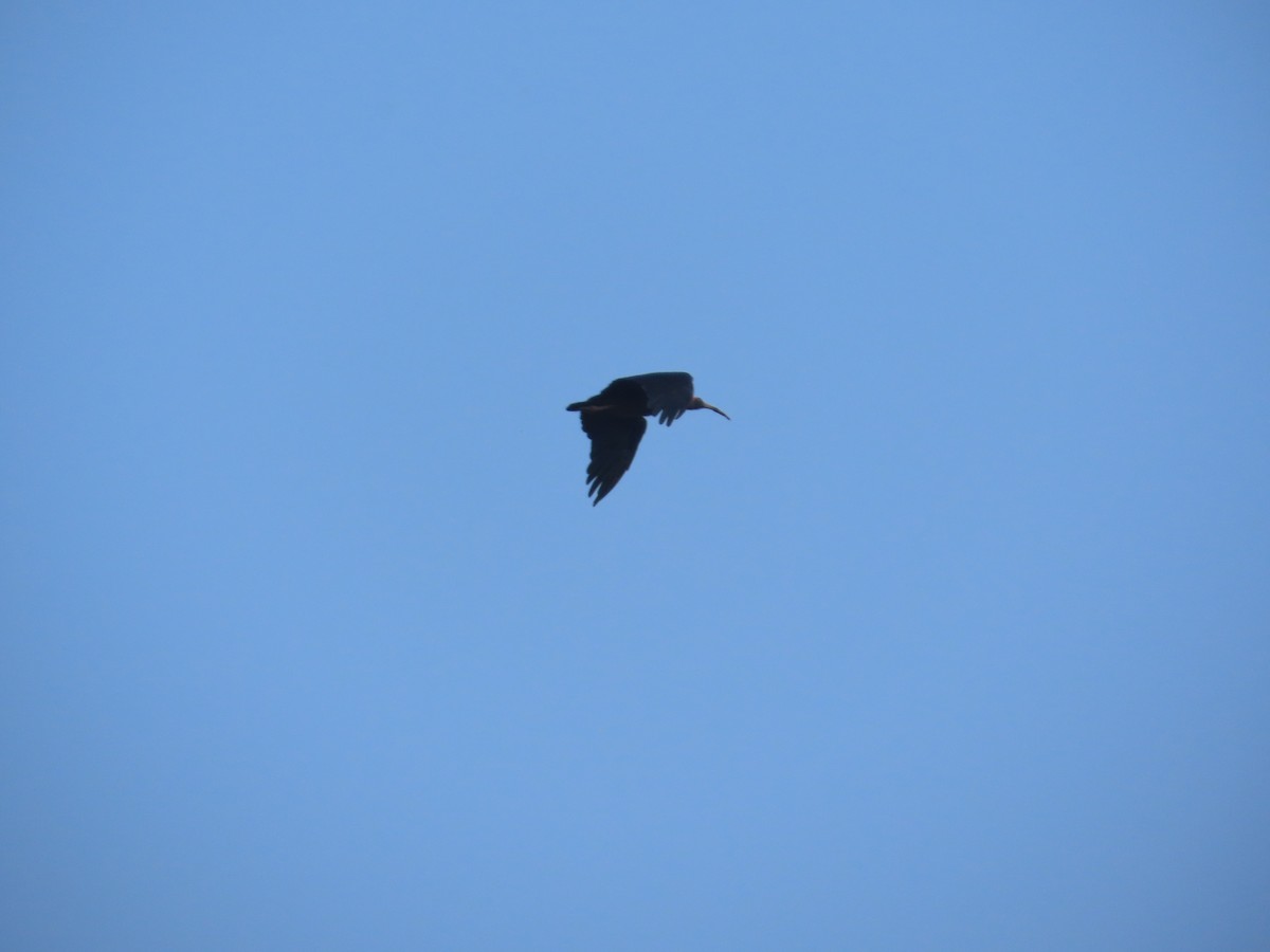 Ibis Verrugoso - ML644580042