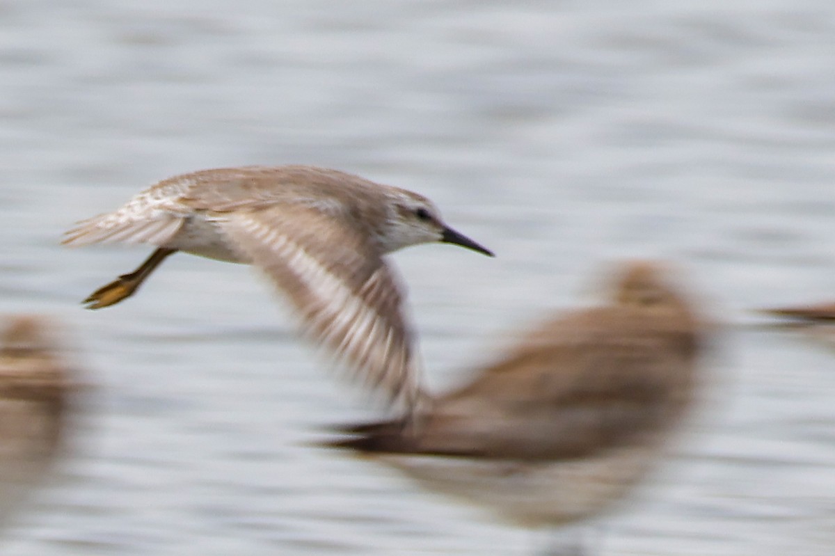 Correlimos Gordo - ML644580043