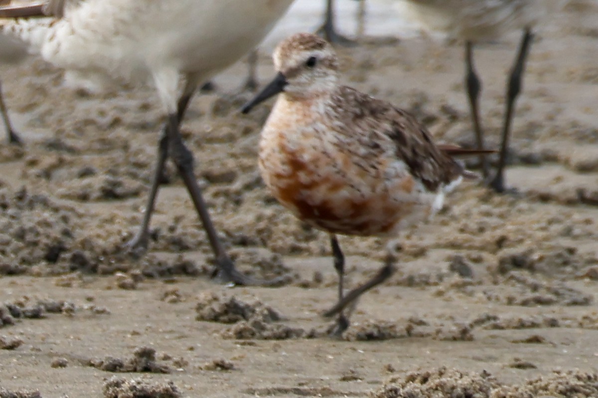Red Knot - ML644580045