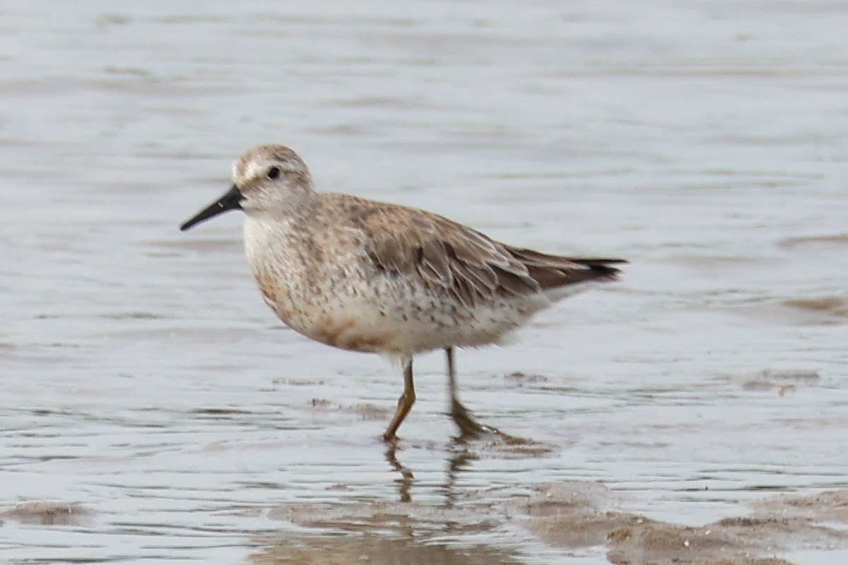 Red Knot - ML644580046