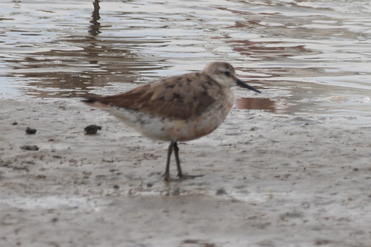 Red Knot - ML644580048