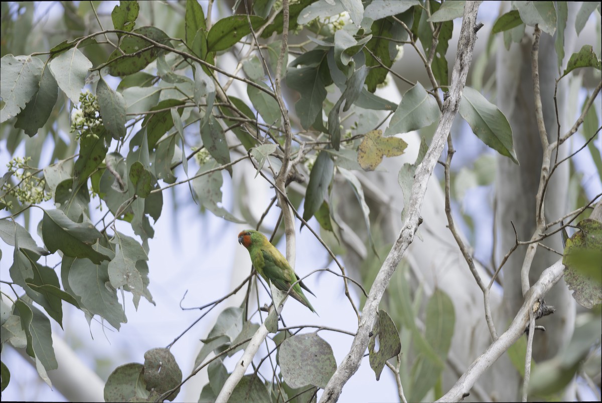 Little Lorikeet - ML644580049