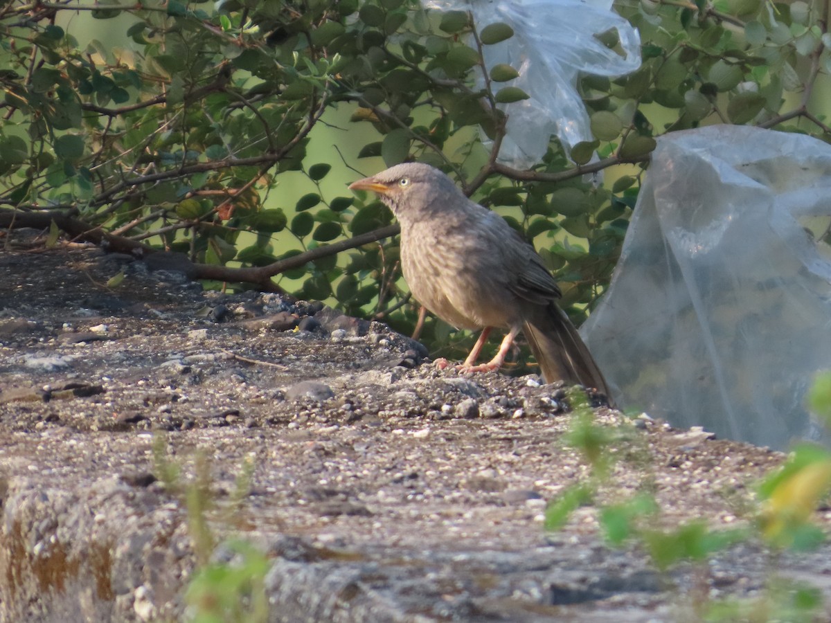 Jungle Babbler - ML644580050