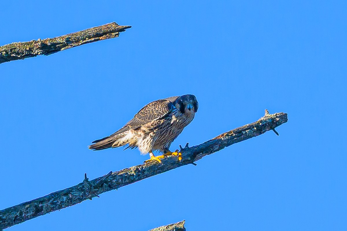 Peregrine Falcon - ML644580052