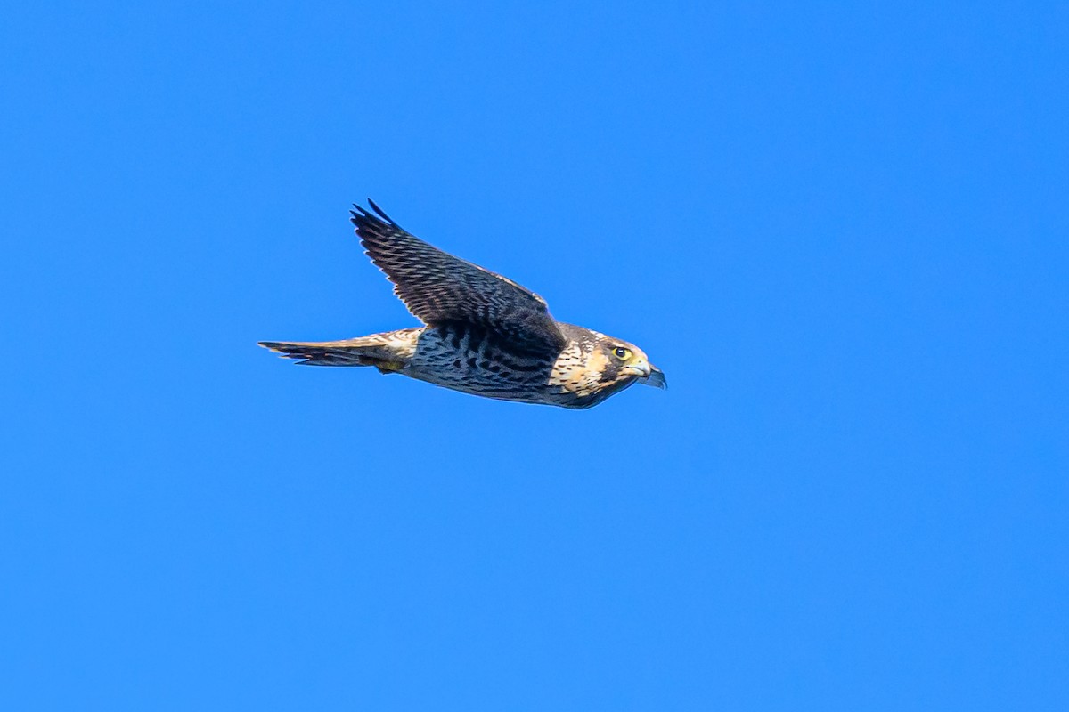 Peregrine Falcon - ML644580053